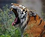 Proud to be a SMS Tiger 
